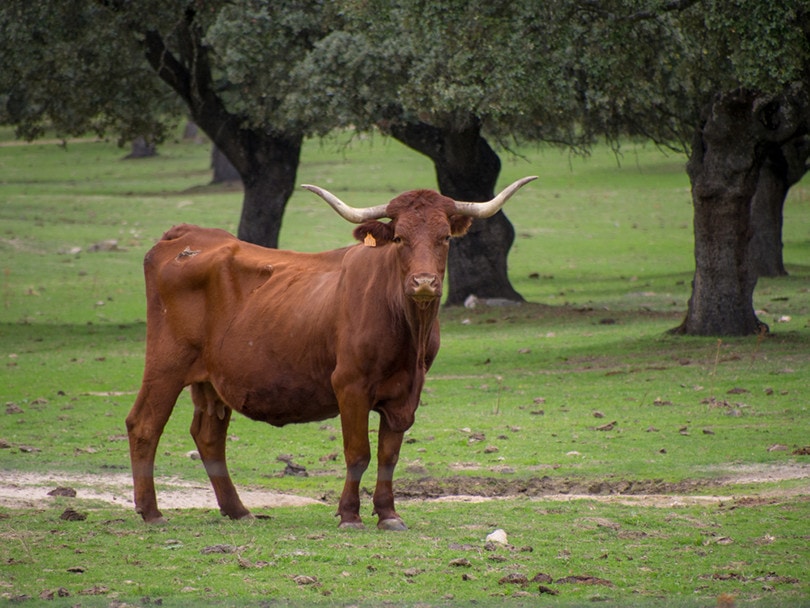 Retinta Cattle Narcisopa Shutterstock 