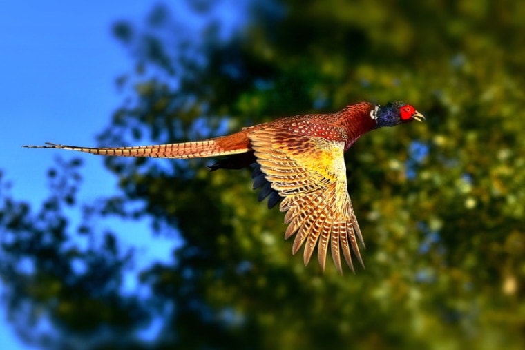 Ring-necked pheasant bird flying near trees