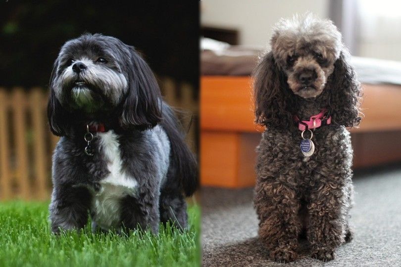 are poodles compatible with shih tzus