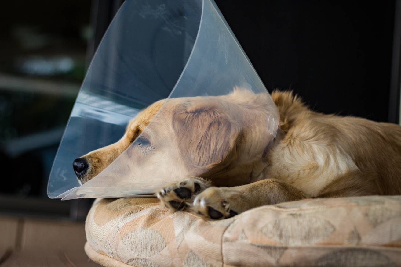 Side view Dog Spaying