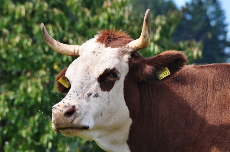 Simmental Cattle close up
