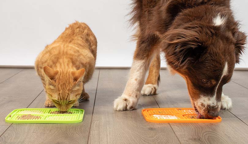 A slow feeder for cats and dogs