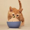 Обзор кормов для мелких кошек 2022:плюсы, минусы и вердикт
