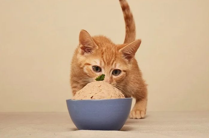 A cat eating Smalls human-grade cat food