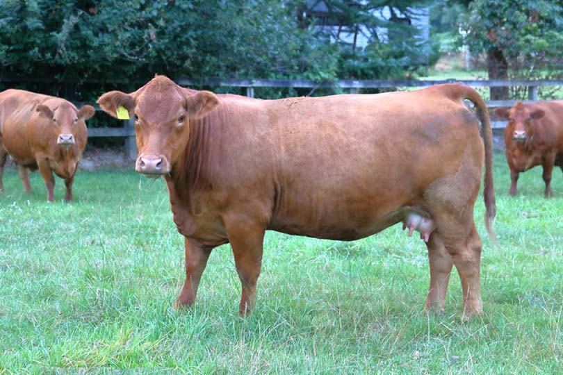 South Devon cattle