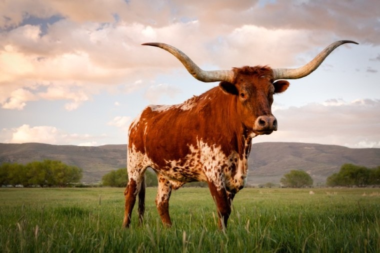 11 Rarest Cattle Breeds in the World (With Pictures) | Pet Keen