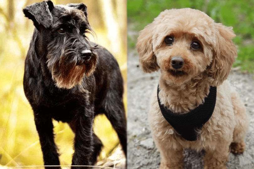 The parent breed of Schnoodle