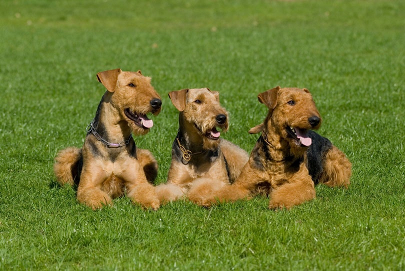 Three male airedale terrier lying in a meadow