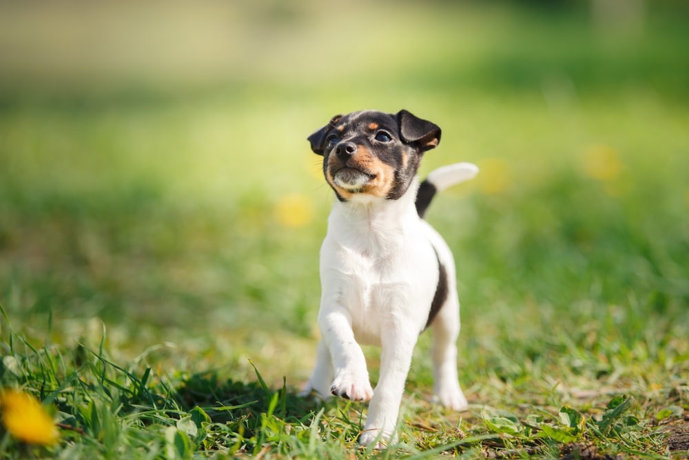 Toy fox terrier in the summer