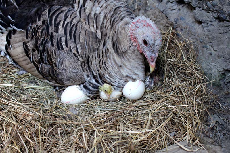 How Many Eggs Do Turkeys Lay? How Many Survive? (Facts, & FAQ) | Pet Keen