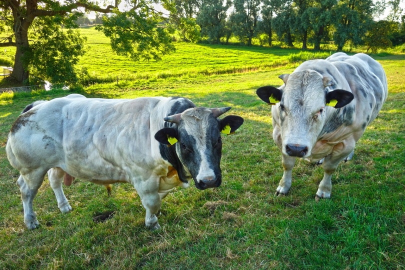 बेल्जियम की दो नीली गाय घास खा रही हैं