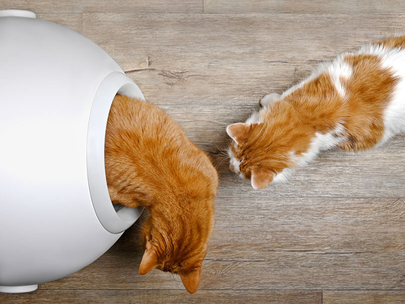 Two cats using a self cleaning litter box