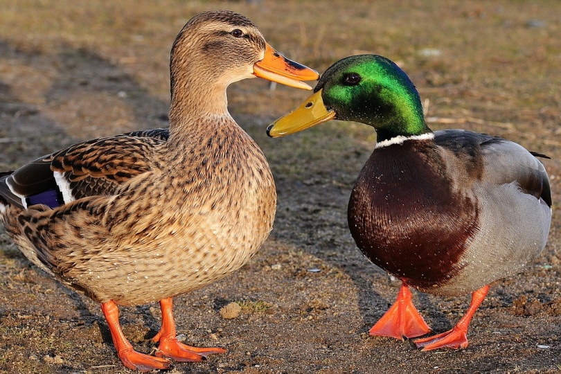 Two ducks standing in sand