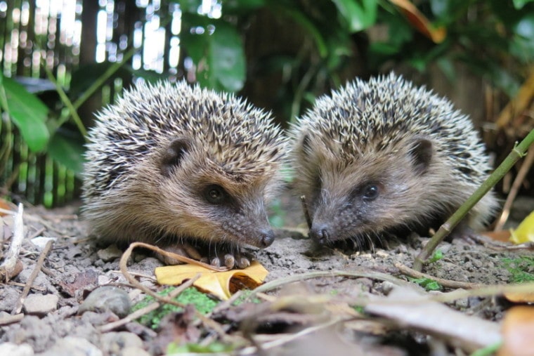 Two hedgehogs on the ground