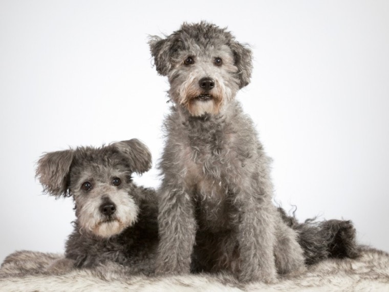 Two pumi dogs in a studio
