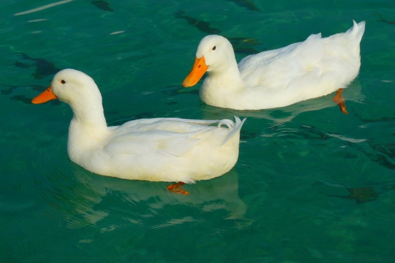दो सफेद बतख तैर रही हैं