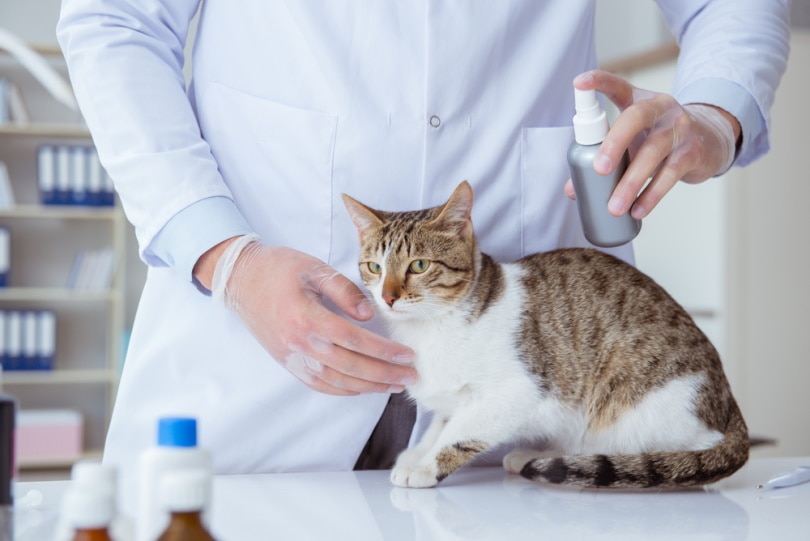 Vet administering cat spray to calm a cat down