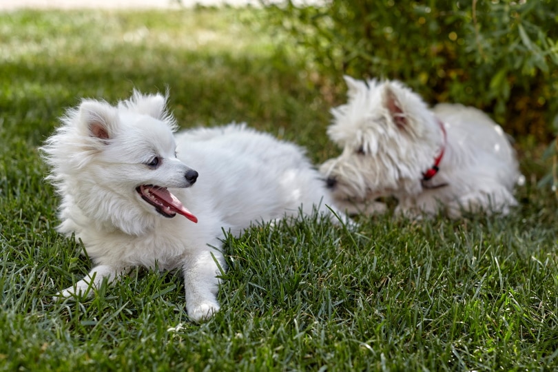 West Highland White Terrier y volpino italiano