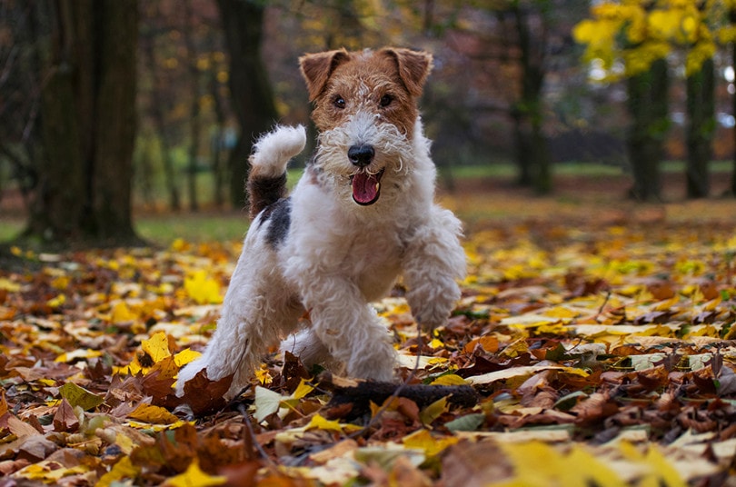 Wire Fox Terrier hunting