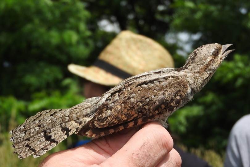 Wryneck bird on a person's hand
