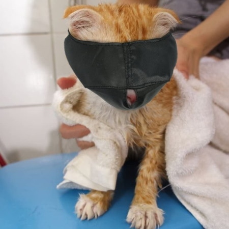 Xbes Nylon Cat Muzzles,Cat Face Mask