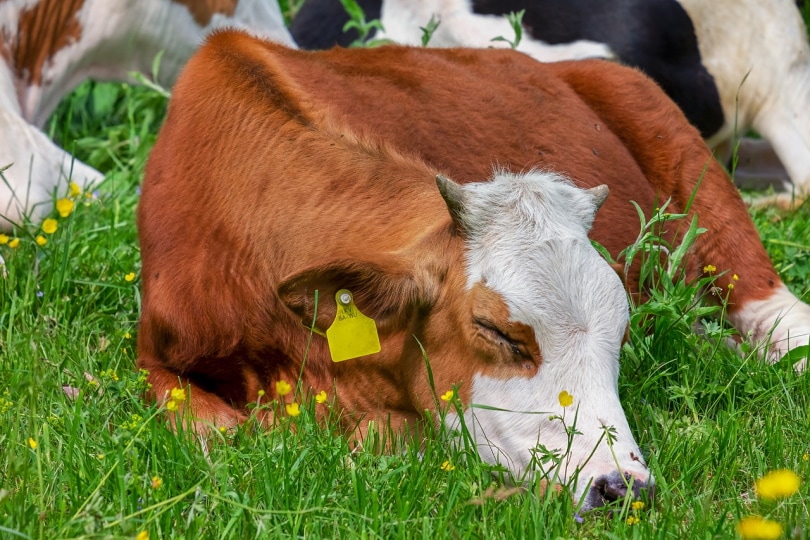 युवा भूरी और सफेद गाय घास में सो रही है