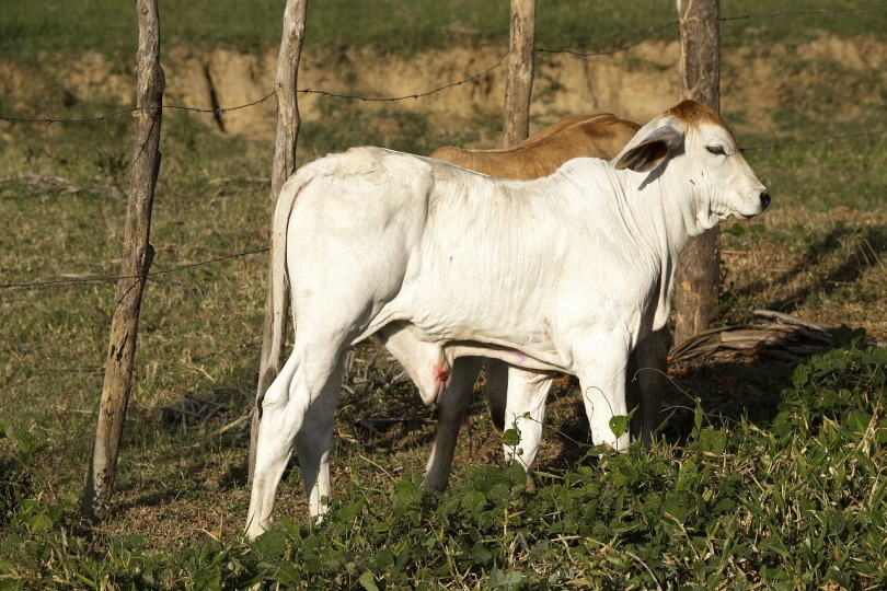 Vaca cebú cerca de una cerca de alambre