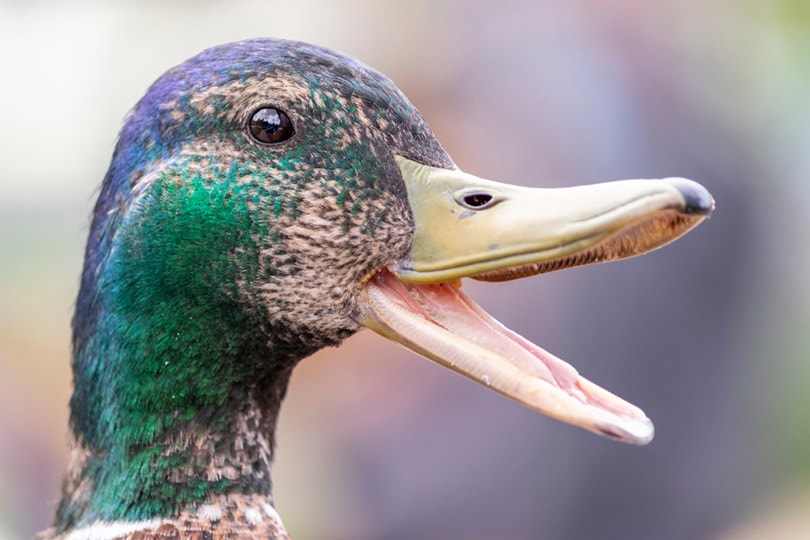a duck with its beak open showing its teeth and tongue