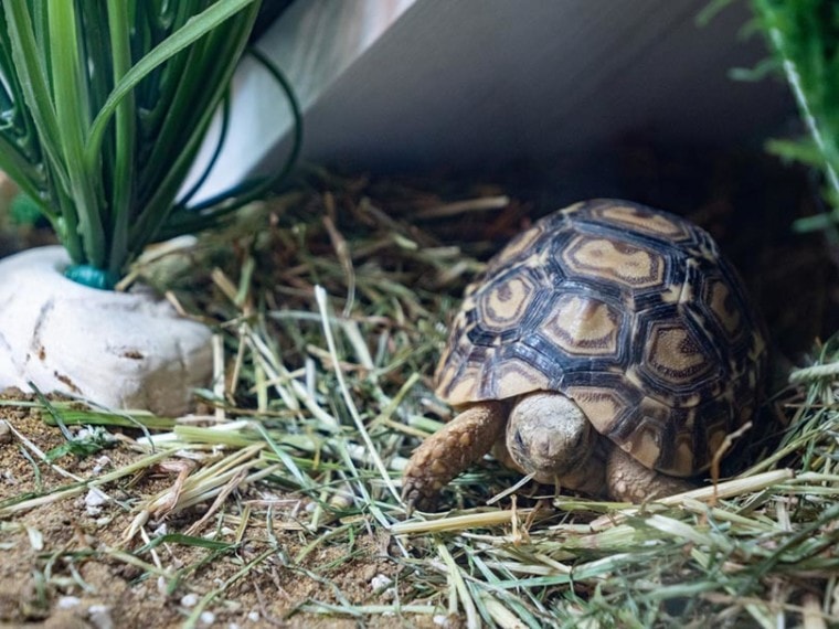 a leopard tortoise eating and relaxing on its bedding