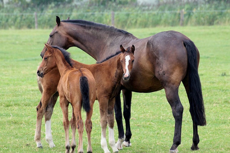 a mare and her foals