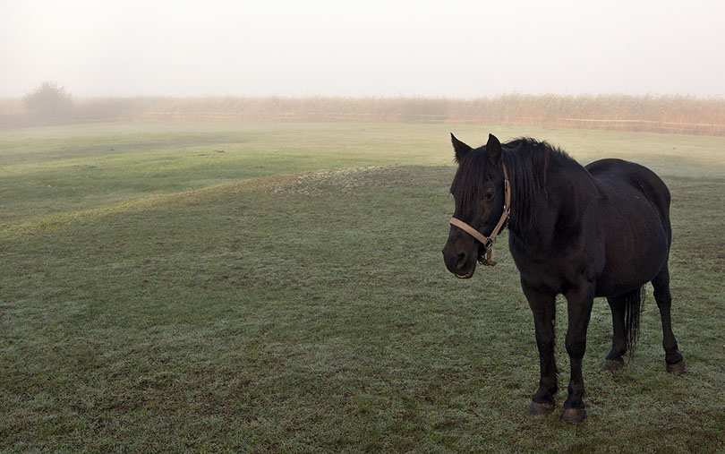 a pregnant mare in the pasture