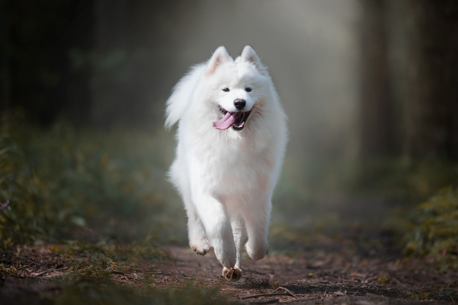 a samoyed dog walking in the forest