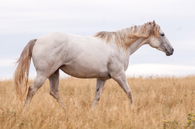 a side view of a mare in the pasture