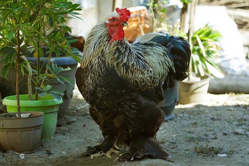 a stout brahma rooster