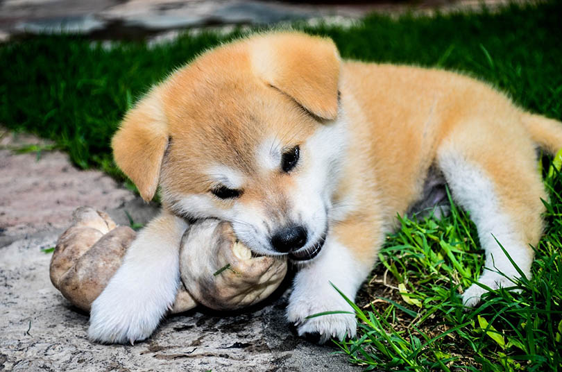 akita inu puppy eating raw bone