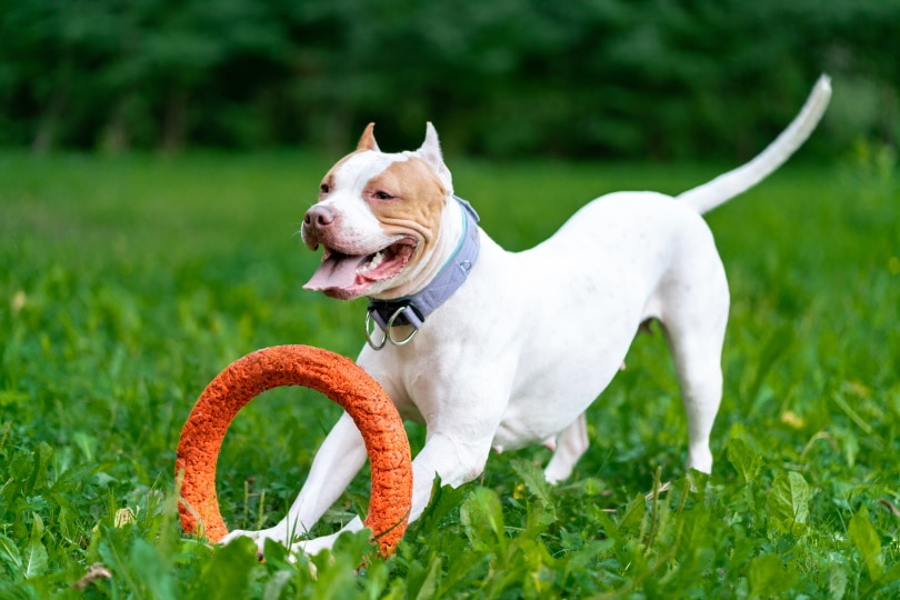 pit bull terrier americano perro jugando