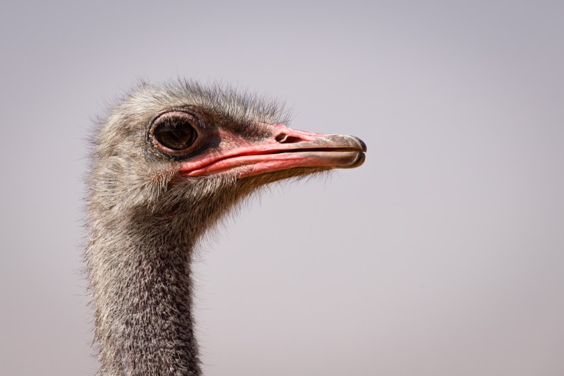 Is an Ostrich's Eye Bigger than Its Brain? What You Need to Know! | Pet Keen
