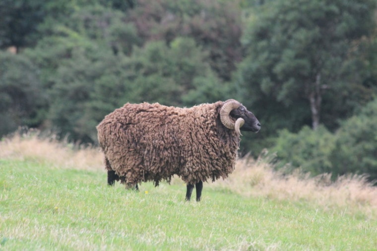 arapawa sheep