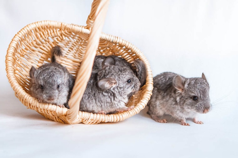 baby chinchillas on a basket