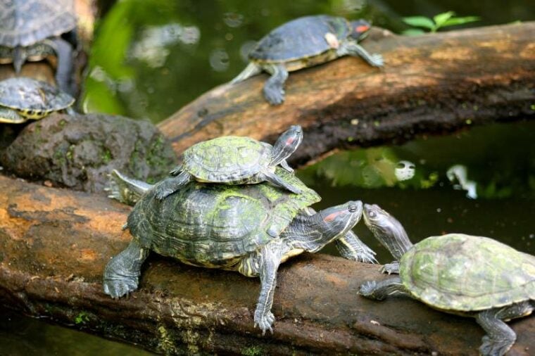 baby turtle with its family on top of a tree branch in pond water