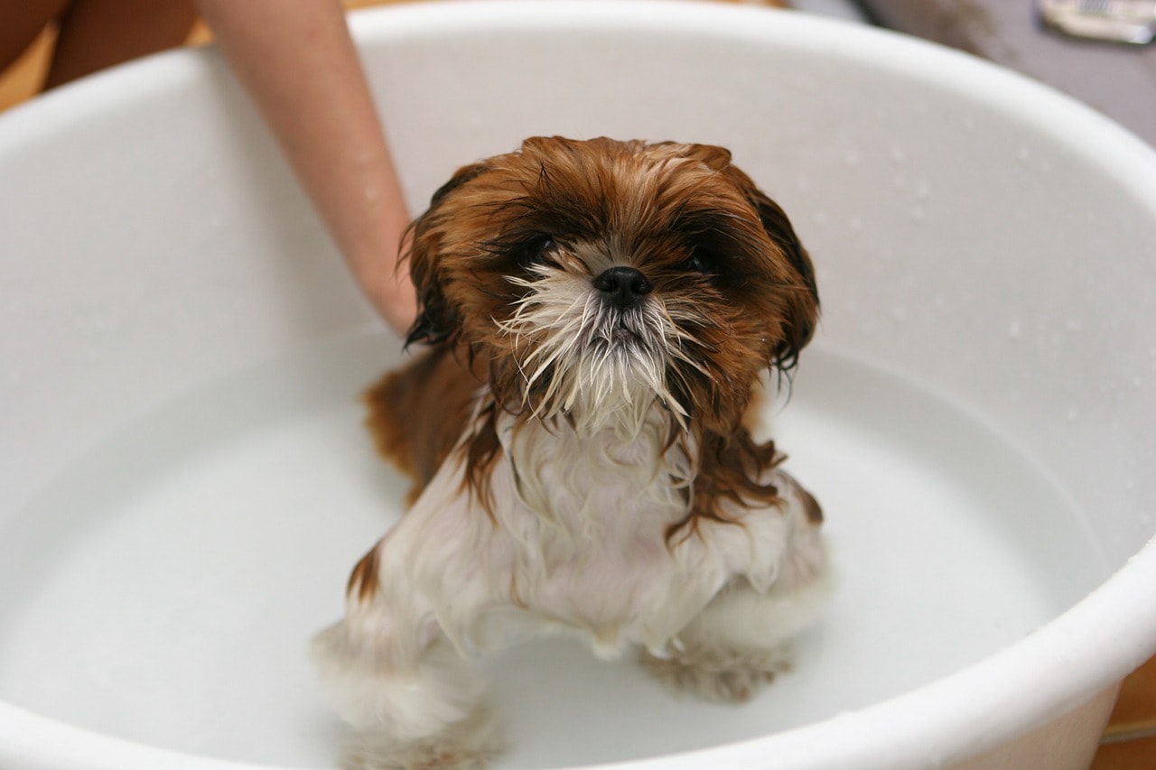 एक टब में नहाते हुए पिल्ला