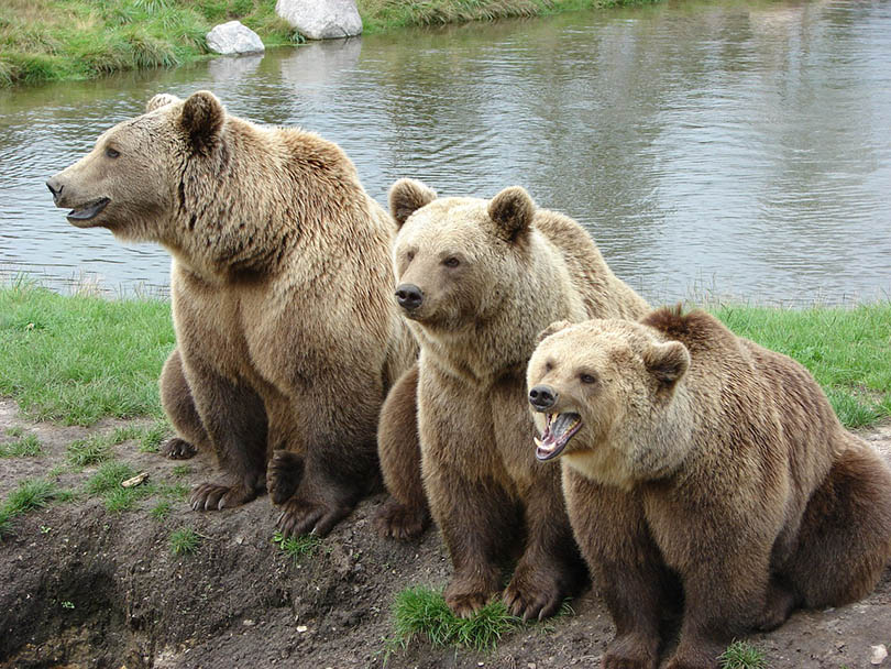 प्रकृति पार्क में भालू