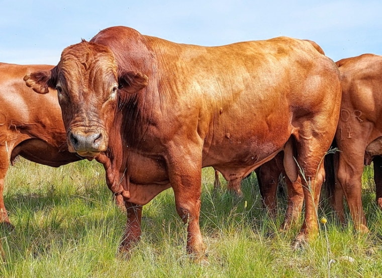 beefmaster cattle