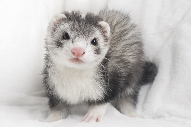 How Much Is a Ferret at PetSmart? (2023 Guide) | Pet Keen