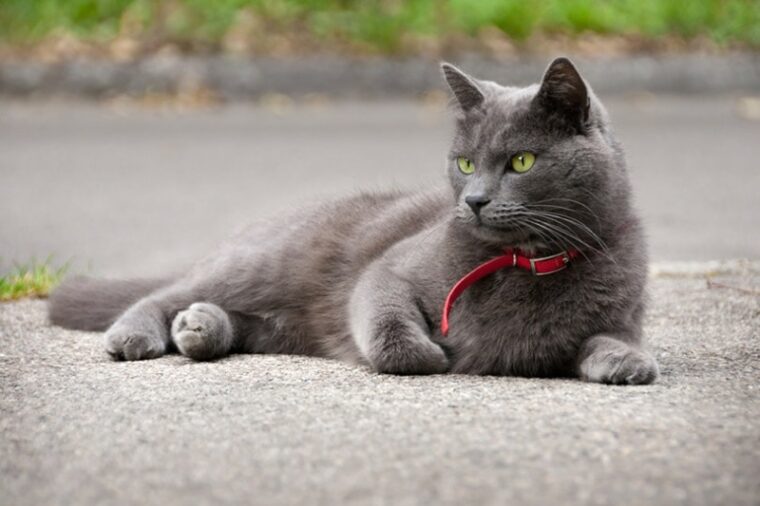 blue cat with red calming collar lying on the asphalt