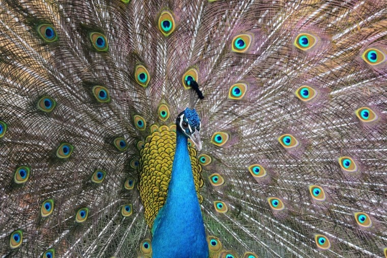 blue or indian peacock