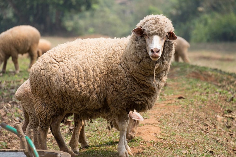 Are Sheep Intelligent? Here's What Science Tells Us | Pet Keen
