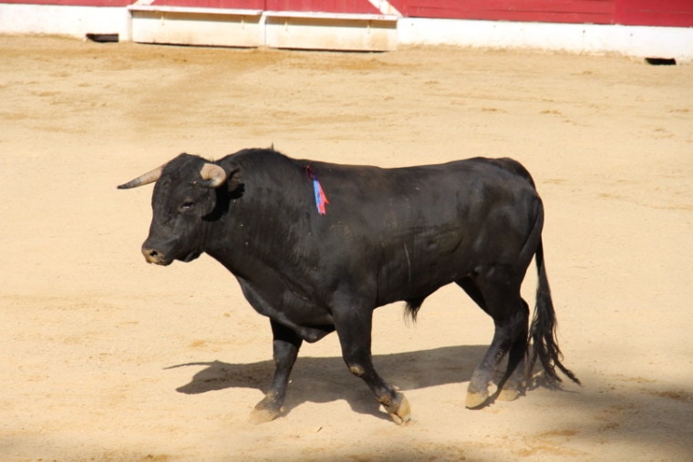 bull inside the arena