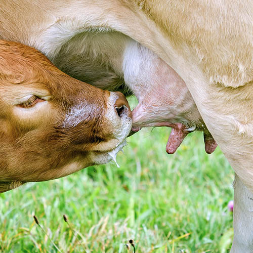 calf drinking milk from mother cow
