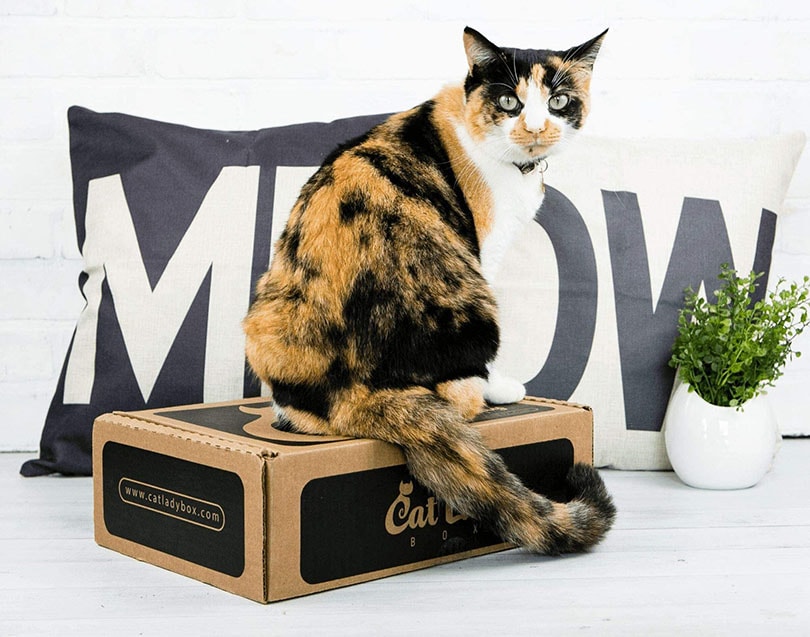 केलिको बिल्ली सदस्यता बॉक्स पर बैठी है